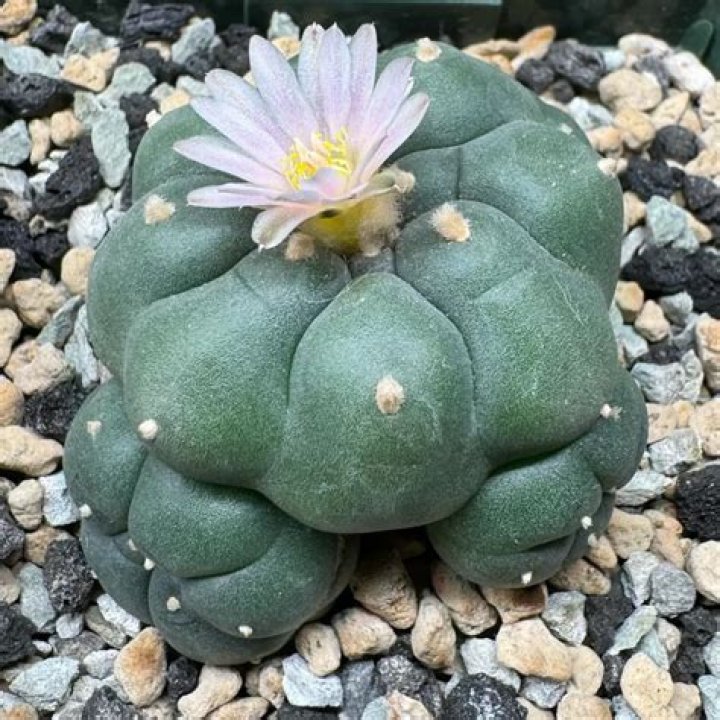 Peyote Cactus