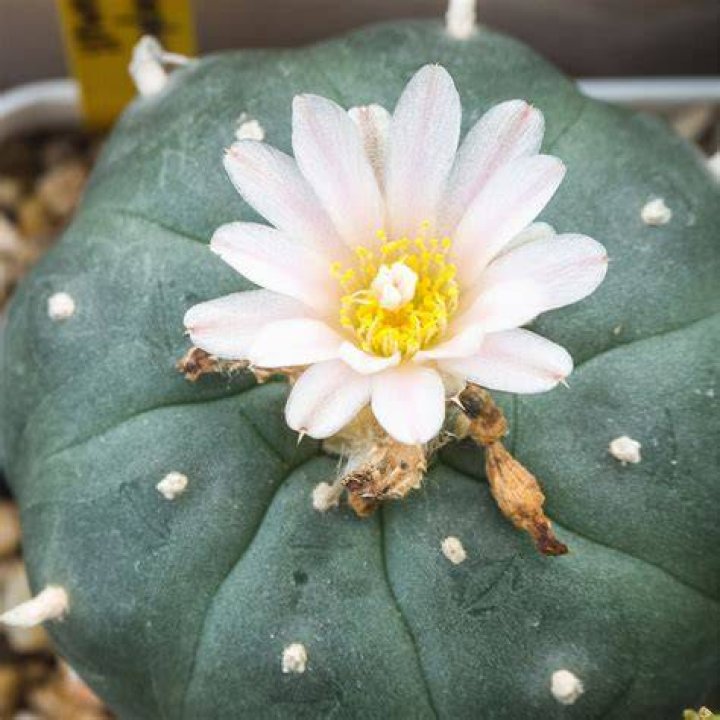 Peyote Plant In The Wild