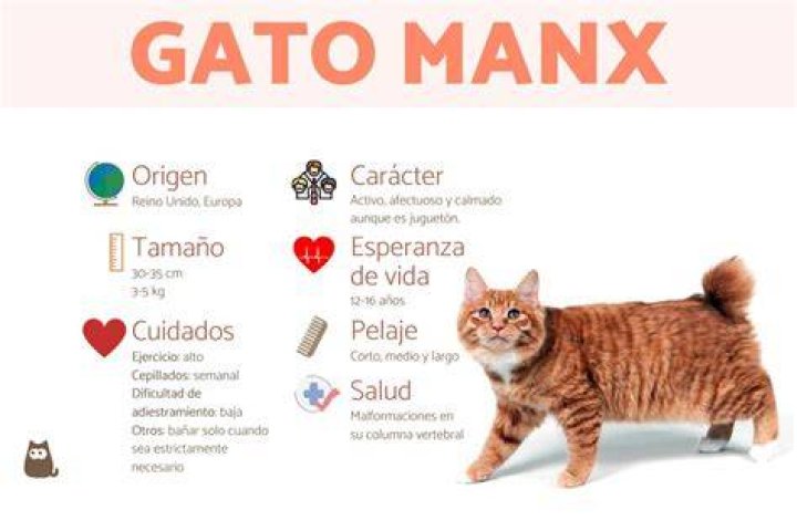¿Por qué mi patronus es un gato Manx?
