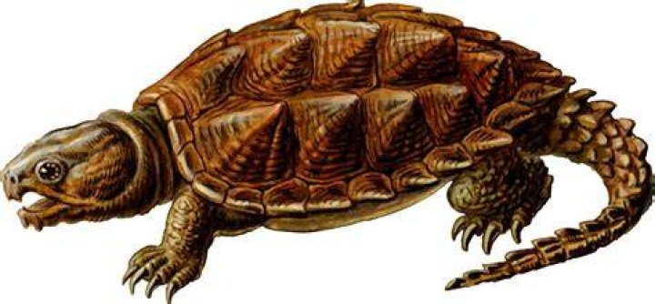 Prehistoric Turtle Drawing
