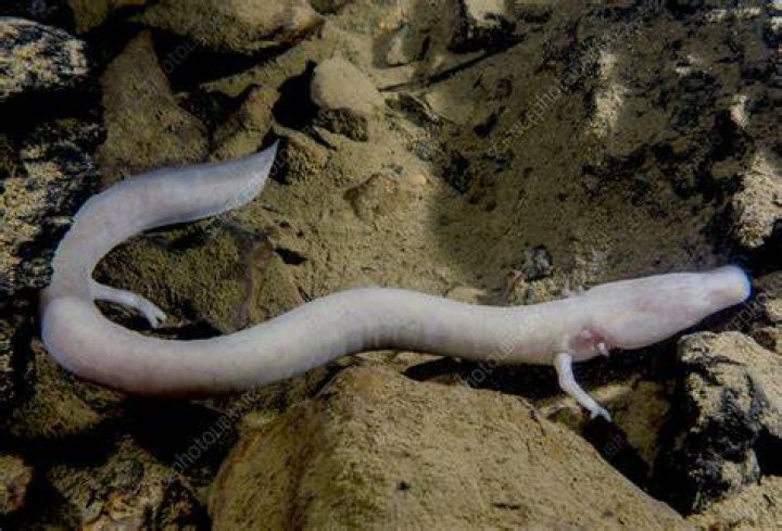 Proteus Anguinus Olm