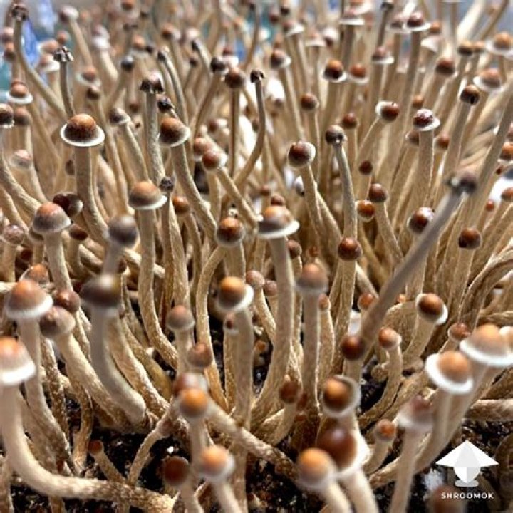 Psilocybe Tampanensis Mushrooms