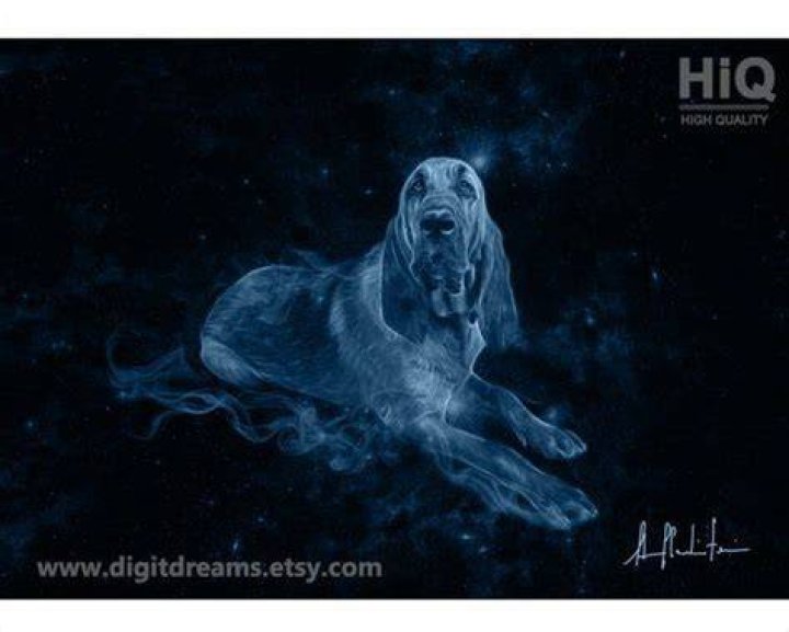 ¿Qué significa Bloodhound Patronus?