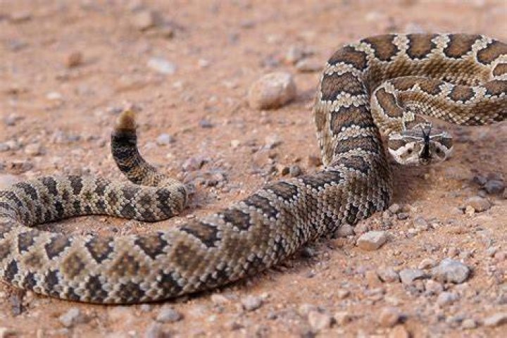 Rattlesnake