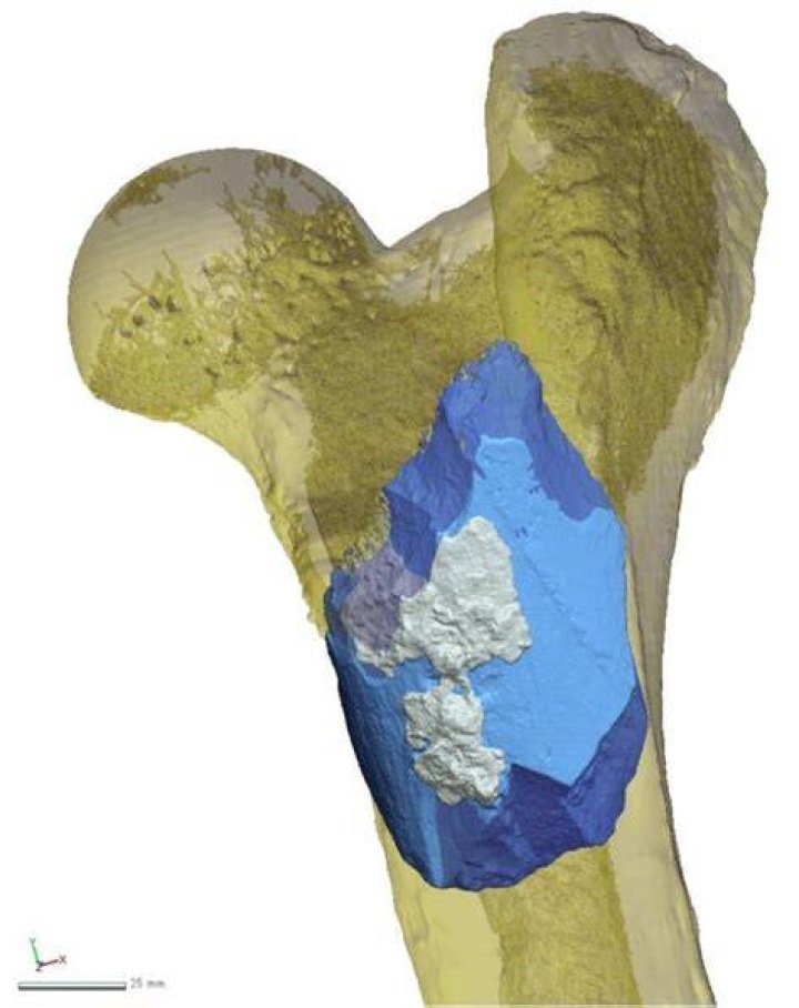 Scan Of Hippo Bone Ax