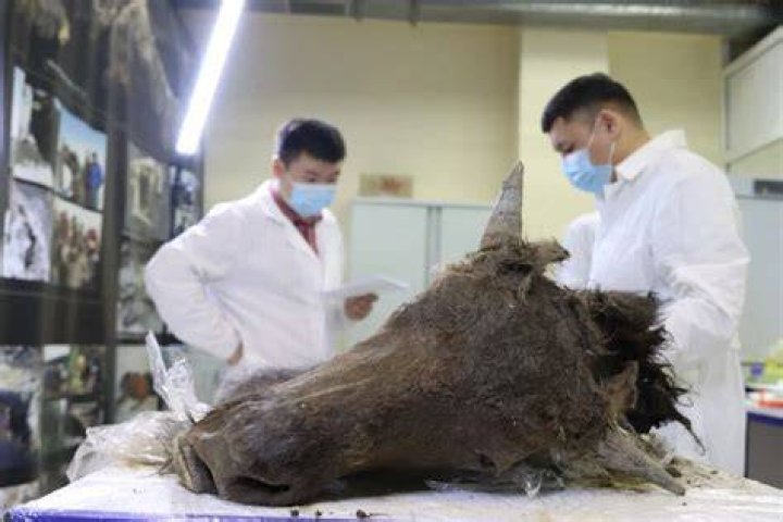 Scientists Examine Ancient Bison
