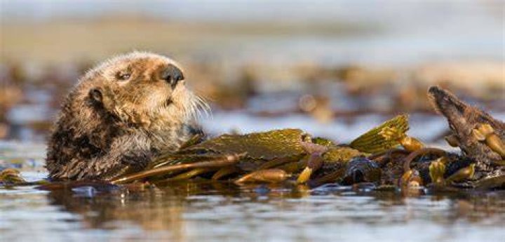 Sea Otter