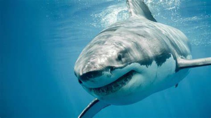 Selfie Great White Shark