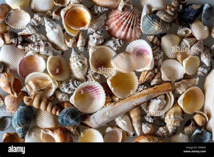 Shells