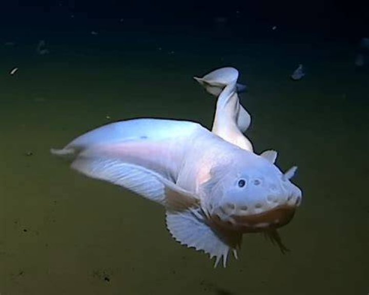Snailfish