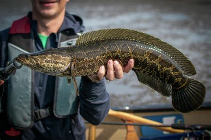 Snakehead Fish
