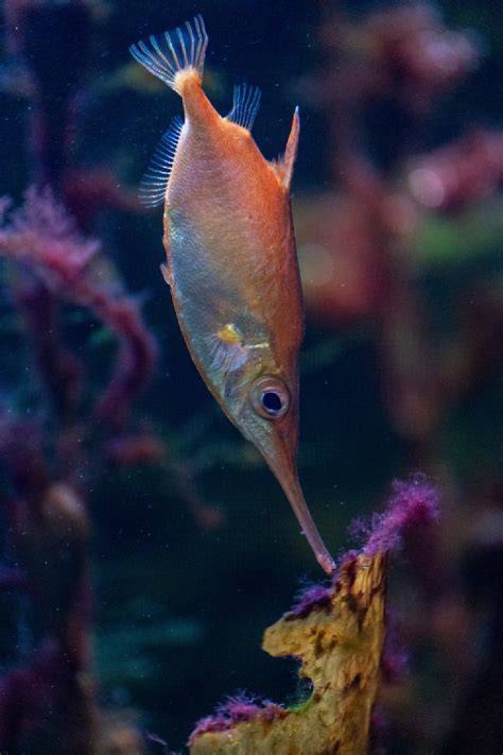 Snouted Fish