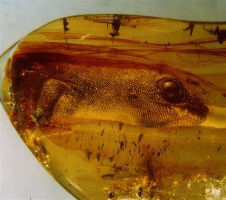 Specimens Preserved In Amber