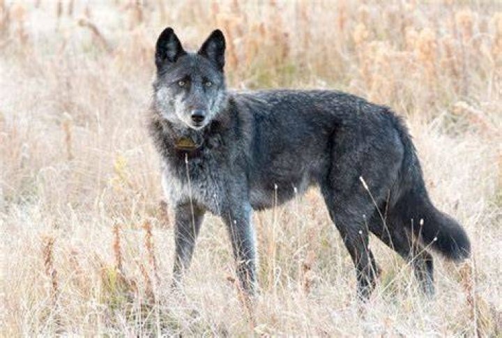Spitfire Wolf In Yellowstone