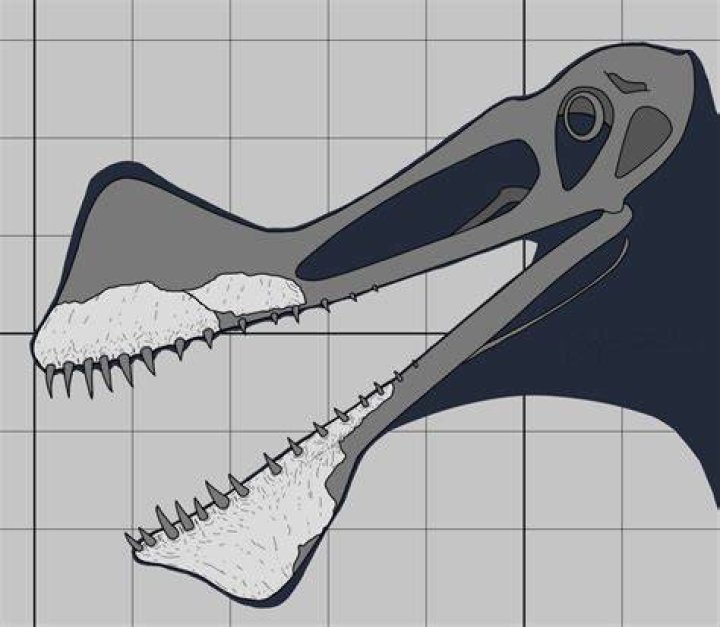 Thapunngaka Shawi Skull