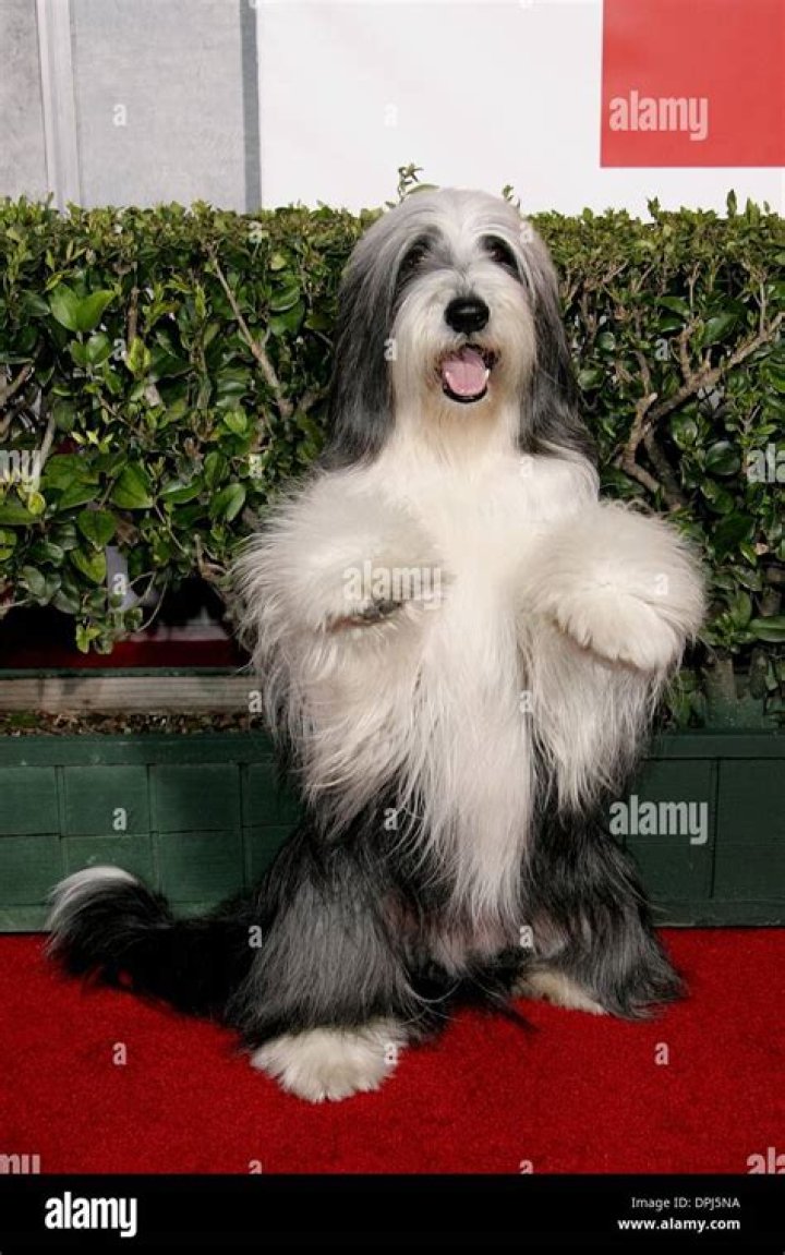 The Shaggy Dog World Premiere