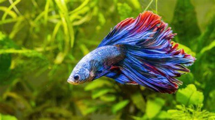 Tropical Fish