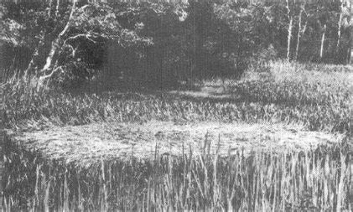 Tully Crop Circles