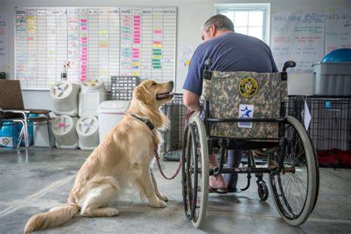 Veteran And Service Dog
