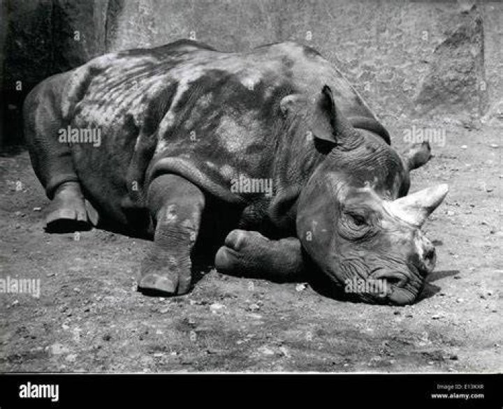 Vince The Rhino Paris Zoo