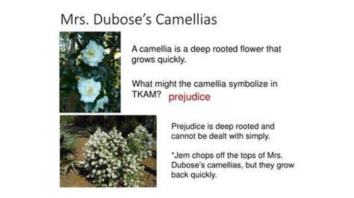 Why does Jem destroy Mrs. Dubose’s flowers?