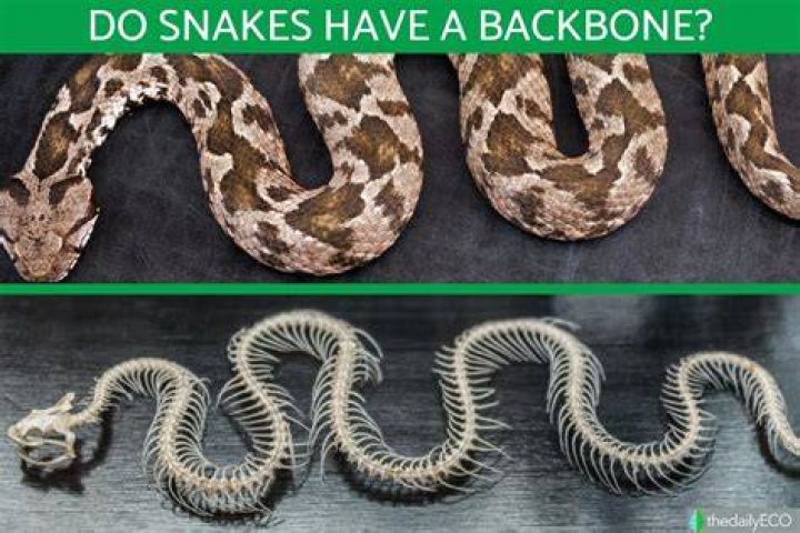 Why does the snake have 8 pieces and not 13?
