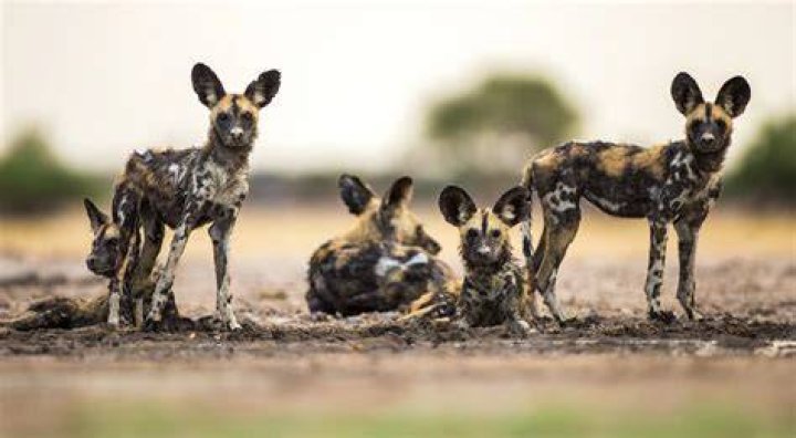 Wildlife Photography Wild Dogs