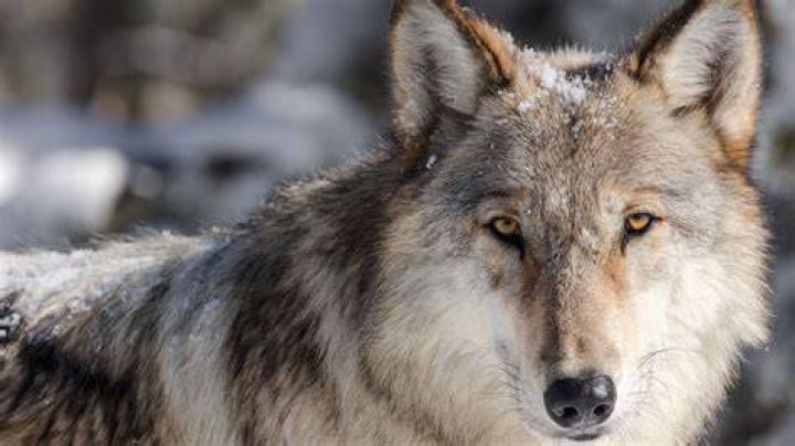 Wolf 832F