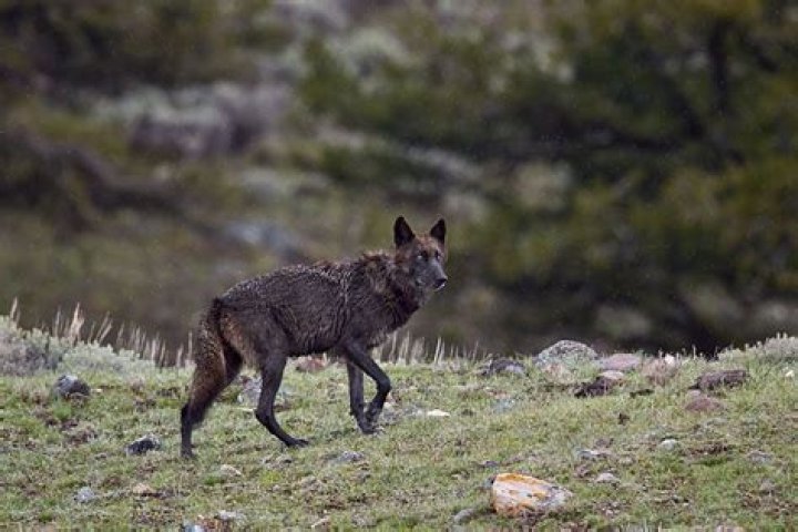 Wolf 926f