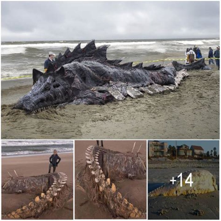 Yorkshire Seabeast