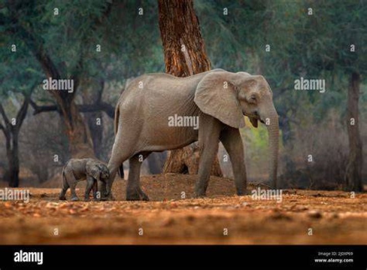 Young Elephant In Zimbabwe
