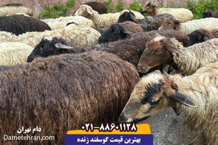 ارزش ون دام چقدر است؟